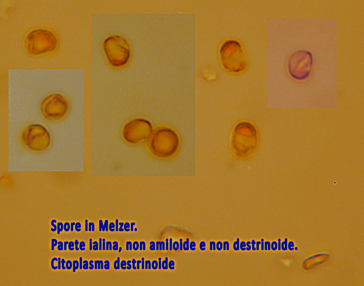 Un Phellinus su Olivo
